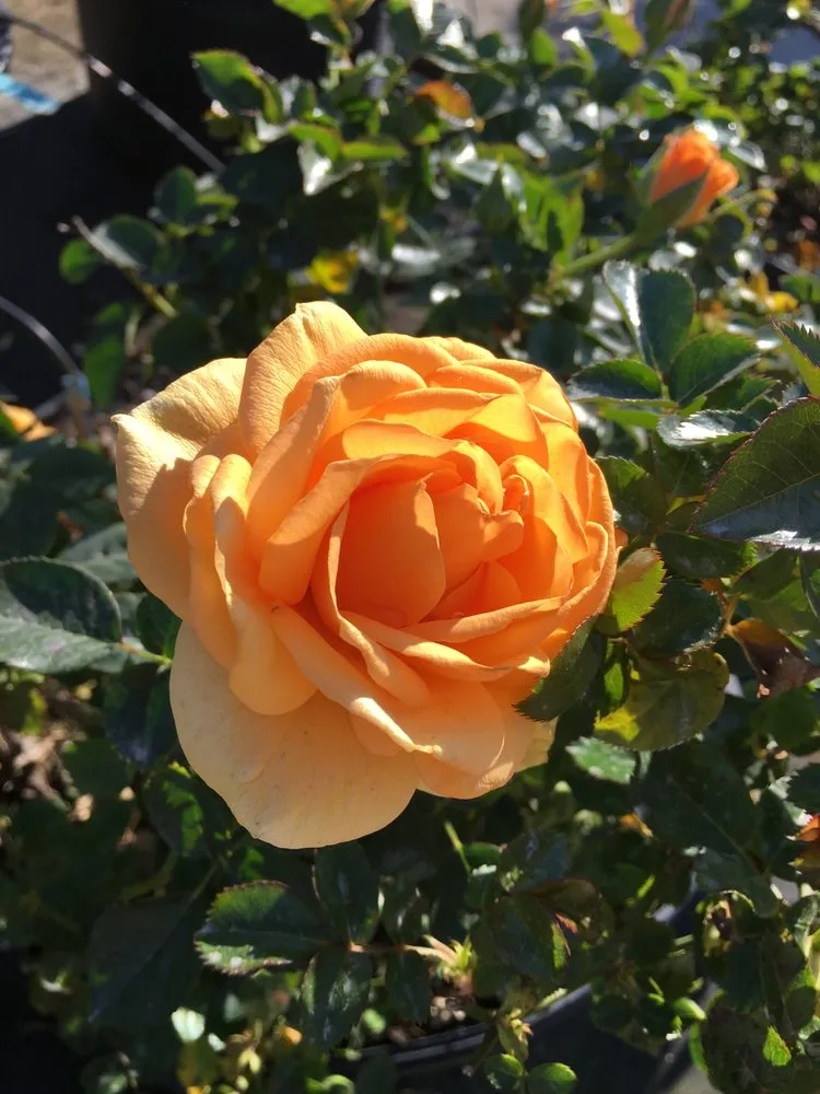 Reliable landscaping services in New Braunfels, TX - Maldonaldo Landscape & Irrigation