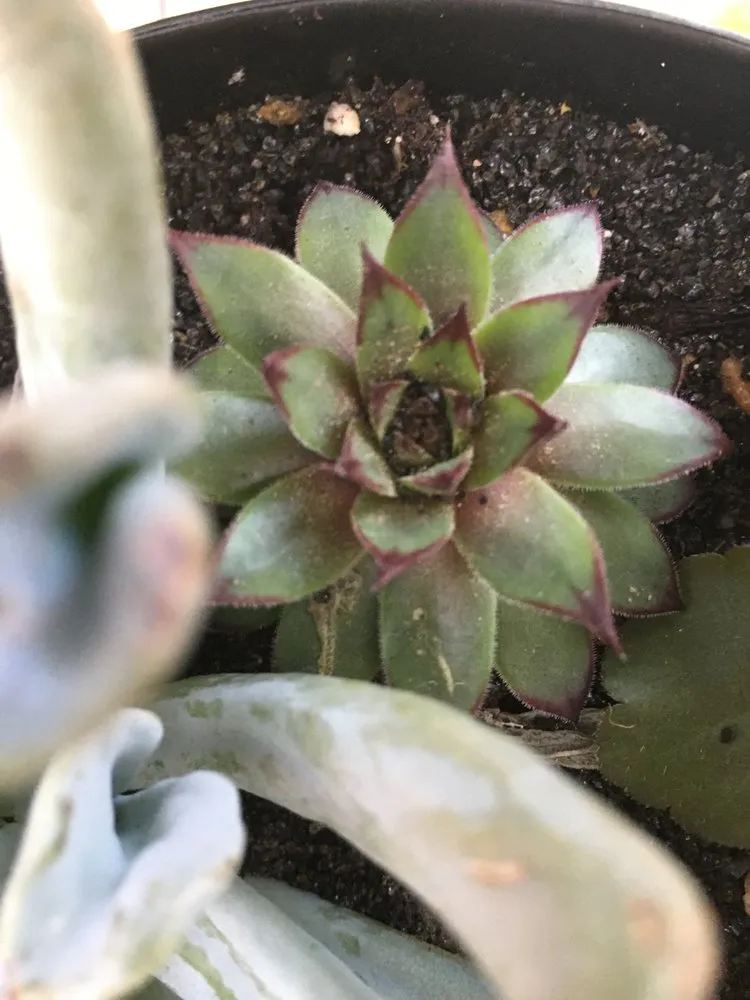 Expert yard cleanup service with custom design in New Braunfels, TX by Maldonaldo Landscape & Irrigation