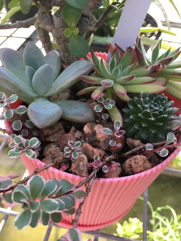 Professional landscaping services in New Braunfels, TX by Maldonaldo Landscape & Irrigation