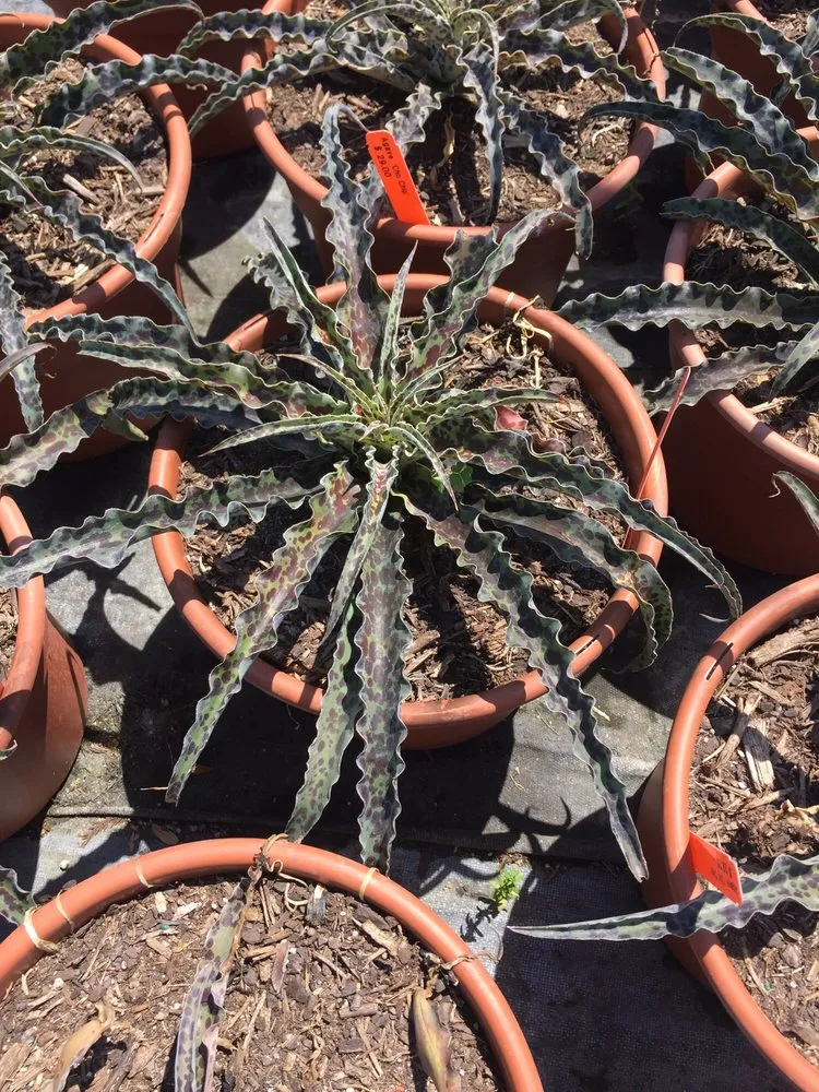 Local landscape design for year-round maintenance across New Braunfels, TX - Maldonaldo Landscape & Irrigation