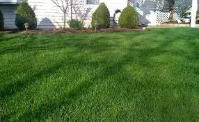 Top-rated lawn care service experts serving Mulberry, FL - Malek’s Mowing Business