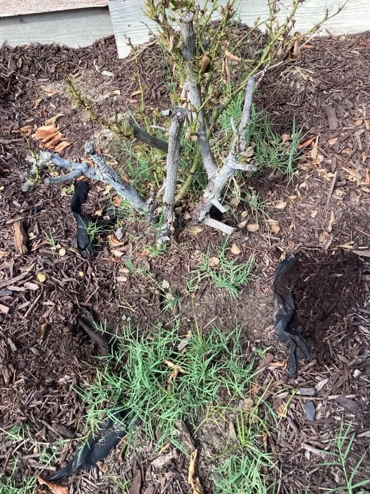 Affordable lawn mowing service in Ceres, CA - MalfaScape Landscaping