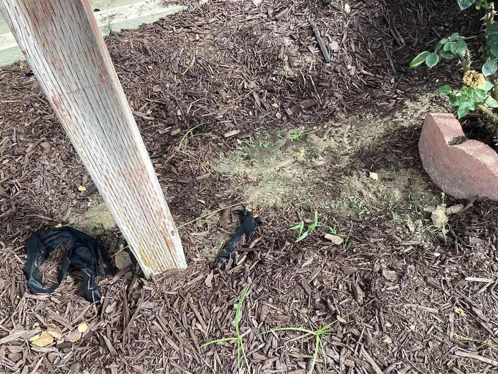 Trusted lawn care service for year-round maintenance across Ceres, CA - MalfaScape Landscaping