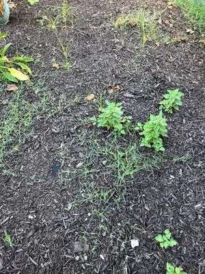 MalfaScape Landscaping