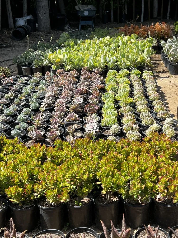 Professional lawn mowing service for homes in Malibu, CA by Malibu Coast Nursery And Maintenance