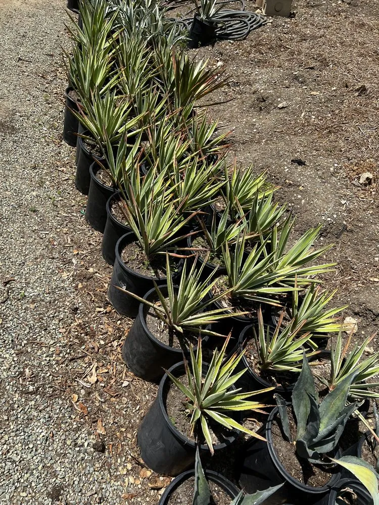 Reliable yard maintenance in Malibu, CA by Malibu Coast Nursery And Maintenance