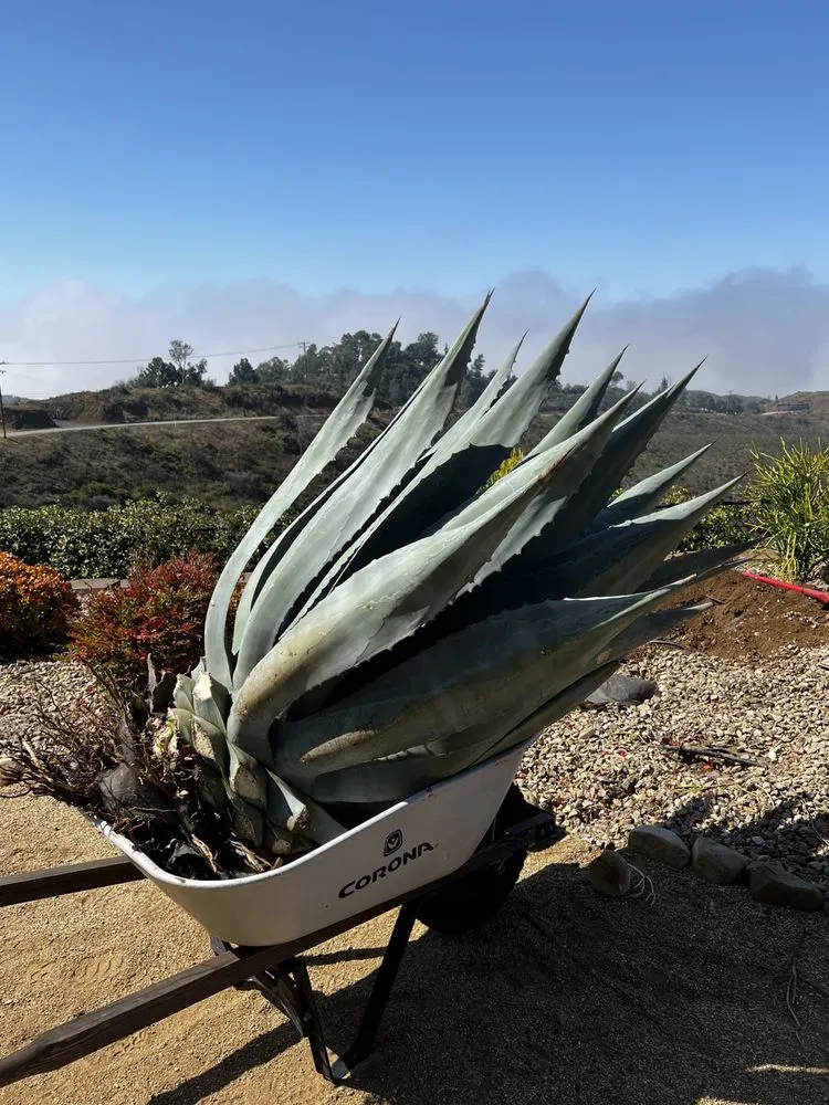 Reliable lawn mowing service experts serving Malibu, CA - Malibu Coast Nursery And Maintenance