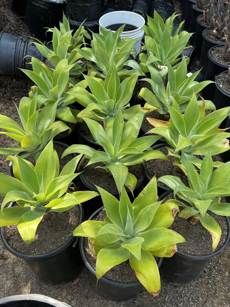 Affordable landscape installation for outdoor upgrades across Malibu, CA - Malibu Coast Nursery And Maintenance