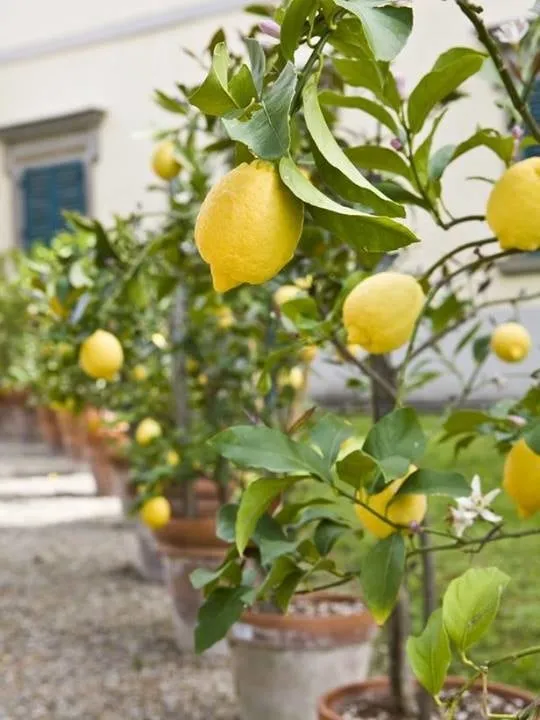 Local yard cleanup service for outdoor upgrades in Pacific Palisades, CA by Malibu Coast