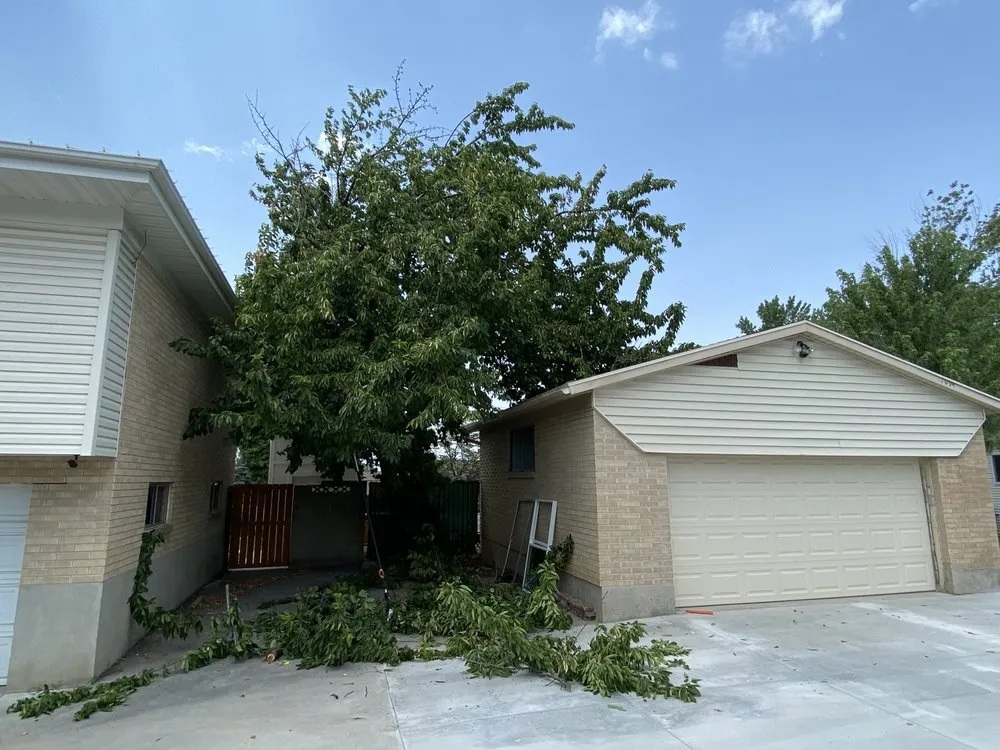 Trusted yard cleanup service in Magna, UT by Malie Tree service and concrete