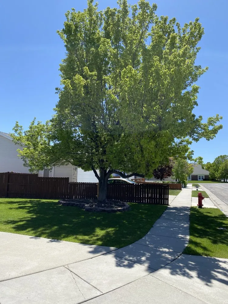 Affordable landscape design for beautiful yards in Magna, UT by Malie Tree service and concrete