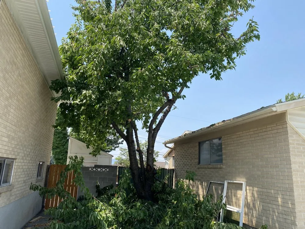Affordable landscape installation in Magna, UT by Malie Tree service and concrete