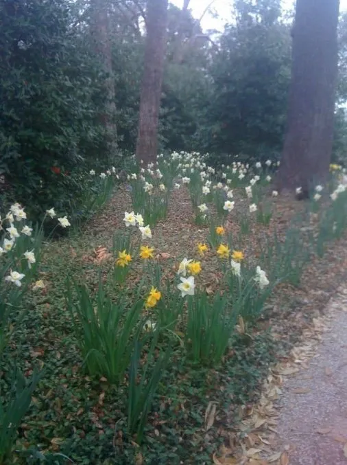 Trusted residential landscaping experts serving Houston, TX - Malik landscape & design