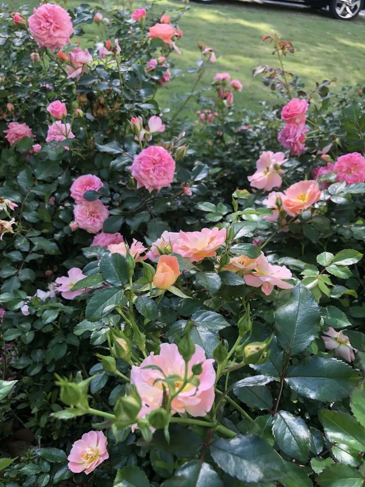 Custom lawn mowing service in Houston, TX by Malik landscape & design