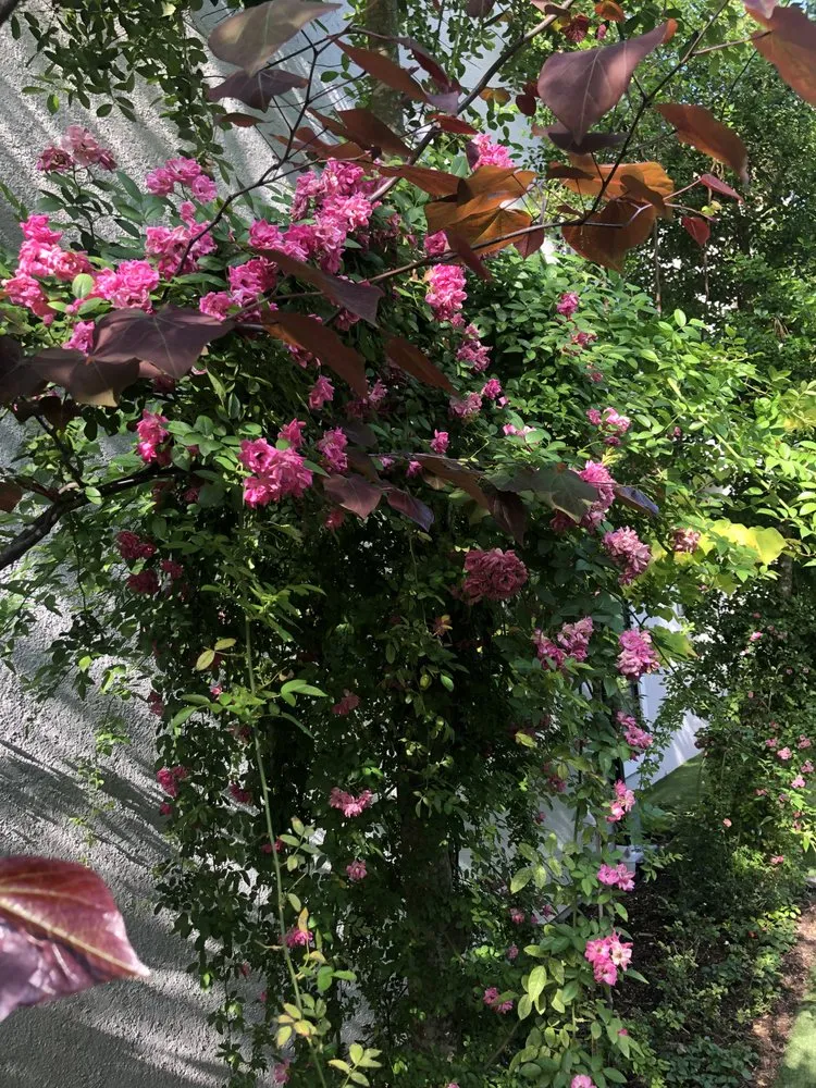 Local lawn care service for homes in Houston, TX by Malik landscape & design