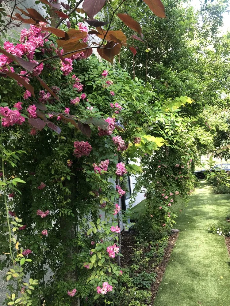 Trusted outdoor landscaping for year-round maintenance in Houston, TX by Malik landscape & design