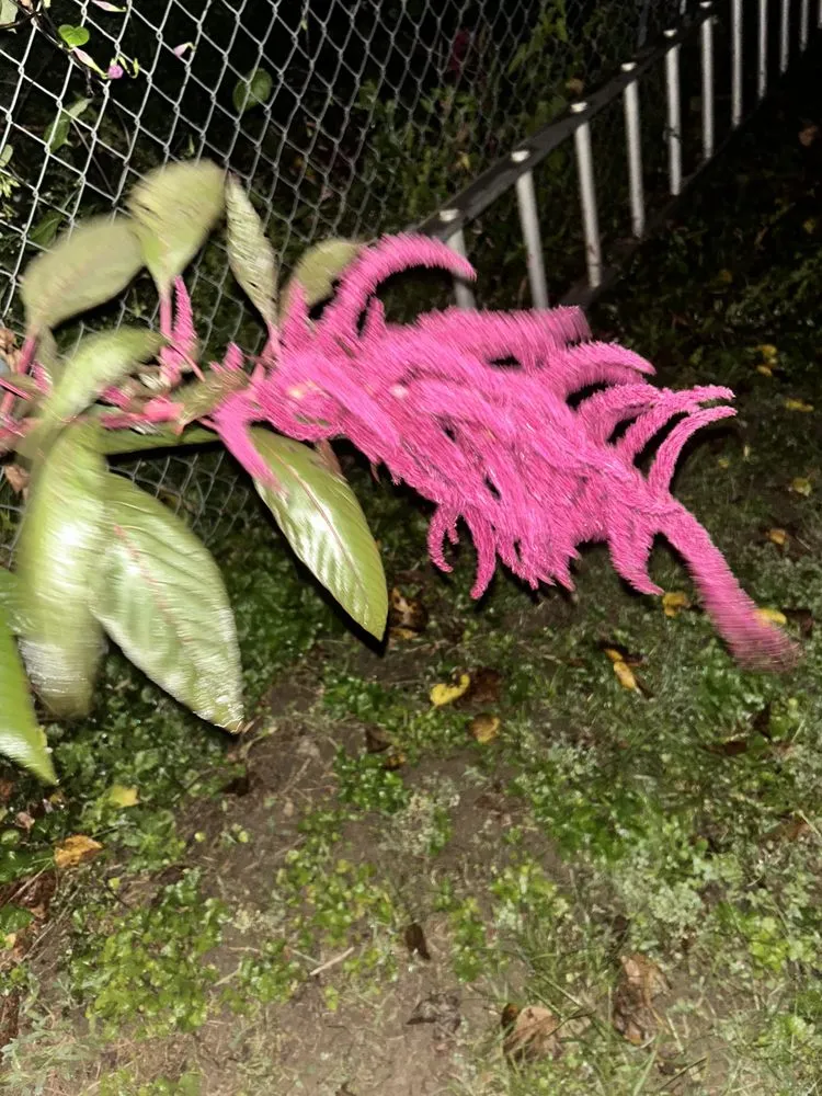 Local yard maintenance in Cincinnati, OH by Mali&Nii Lawn & Care