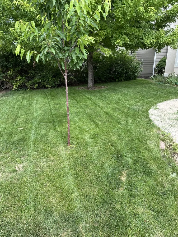 Trusted yard cleanup service experts serving Fort Collins, CO - Mallard Lawn Care