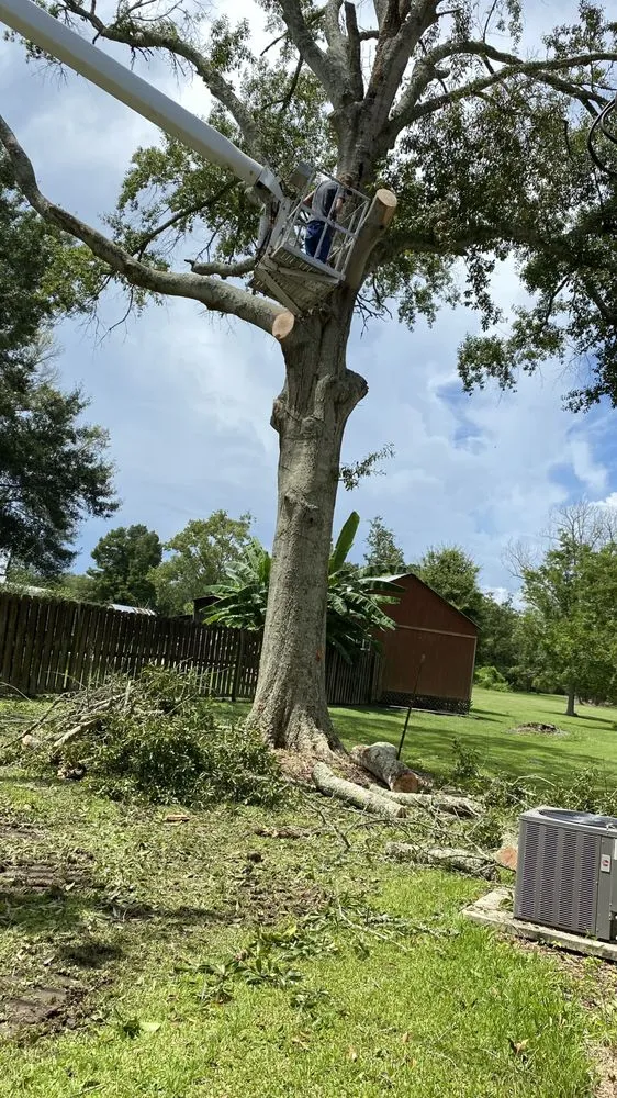 Reliable yard maintenance in Denham Springs, LA - Mallett’s Tree removal