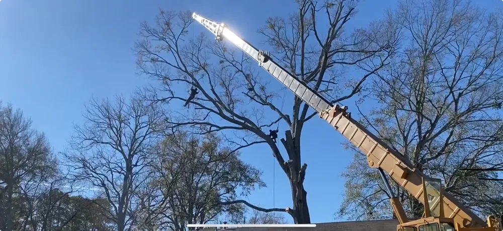 Affordable residential landscaping in Denham Springs, LA - Mallett’s Tree removal