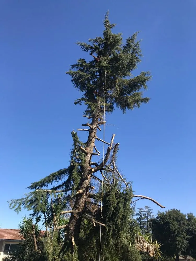 Top-rated landscape installation experts serving Sacramento, CA - Maluria Concrete and Landscaping