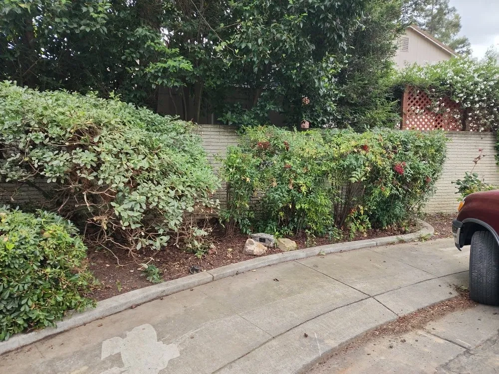 Reliable landscaping services for year-round maintenance in Sacramento, CA by Maluria Concrete and Landscaping