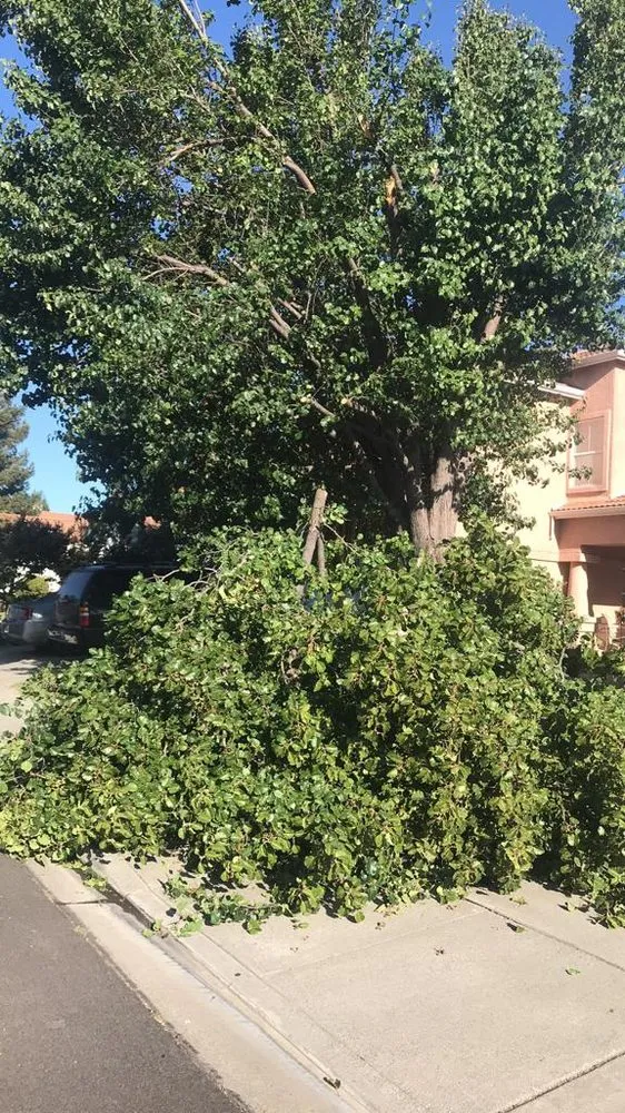 Local lawn mowing service in Sacramento, CA - Maluria Concrete and Landscaping