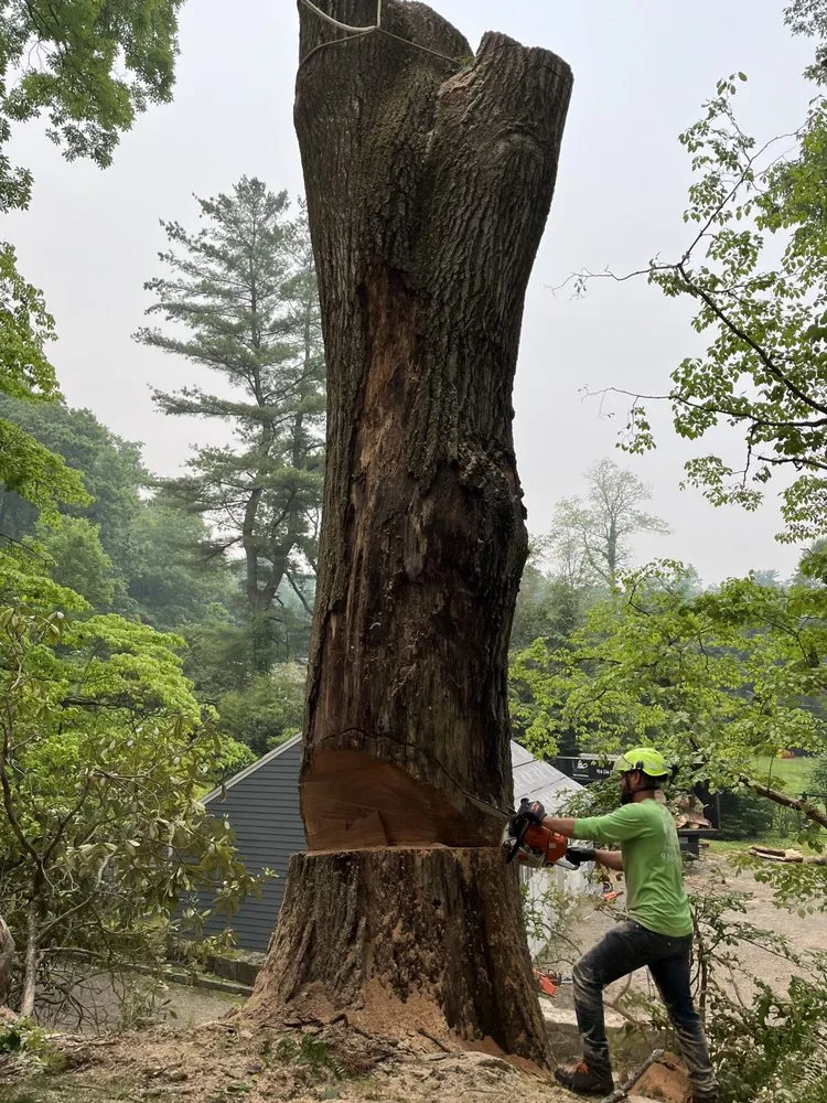 Professional yard cleanup service in Bedford Hills, NY - Malverde Tree Services