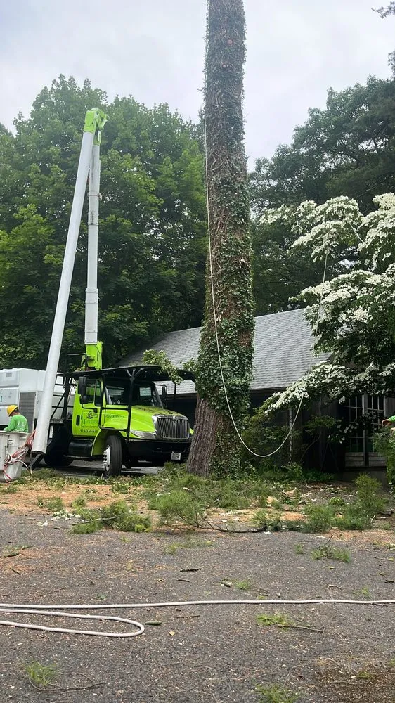 Reliable yard cleanup service for residential properties in Bedford Hills, NY by Malverde Tree Services