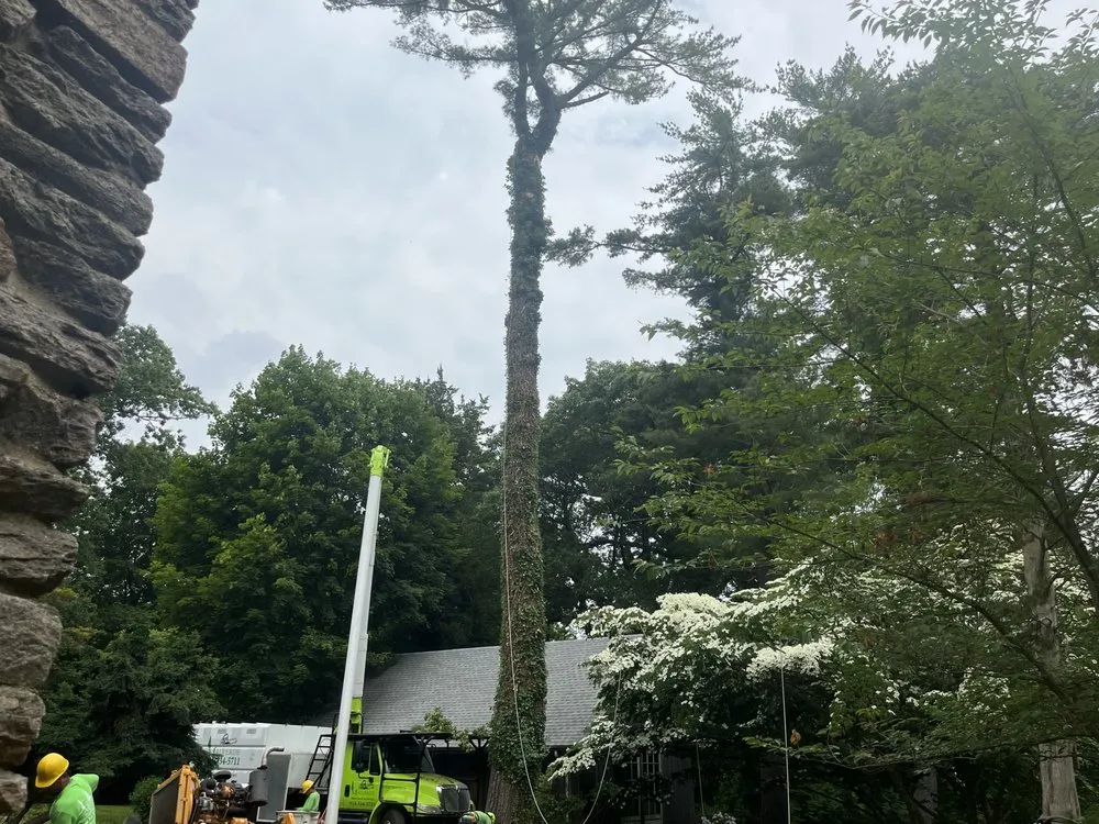 Top-rated residential landscaping experts serving Bedford Hills, NY - Malverde Tree Services