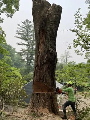 Malverde Tree Services Logo