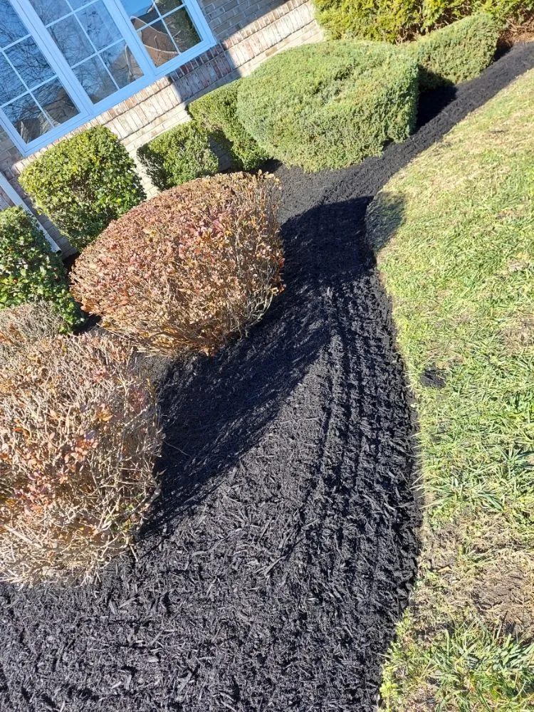 Affordable lawn care service for year-round maintenance in Capitol Heights, MD by MAM Landscaping