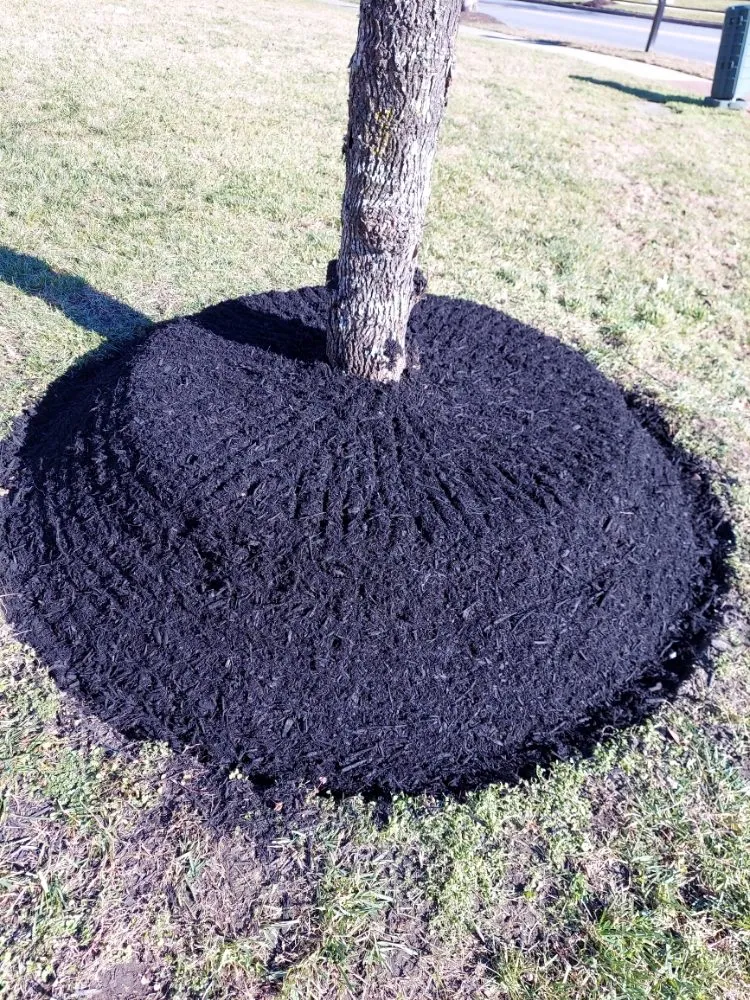 Top-rated outdoor landscaping for year-round maintenance across Capitol Heights, MD - MAM Landscaping