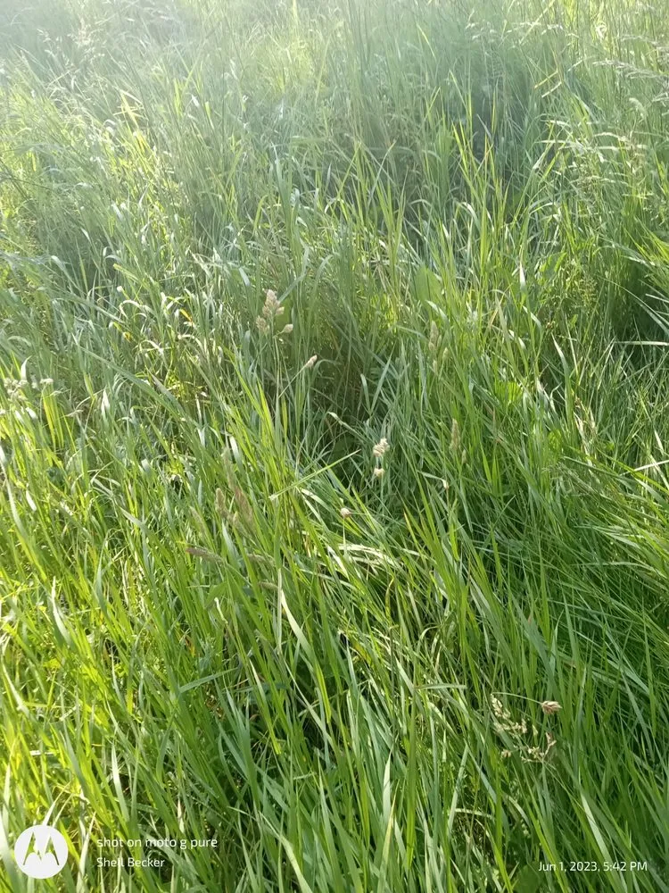 Top-rated lawn mowing service in Everett, WA - Mama's All-In-1-Cleaning And More