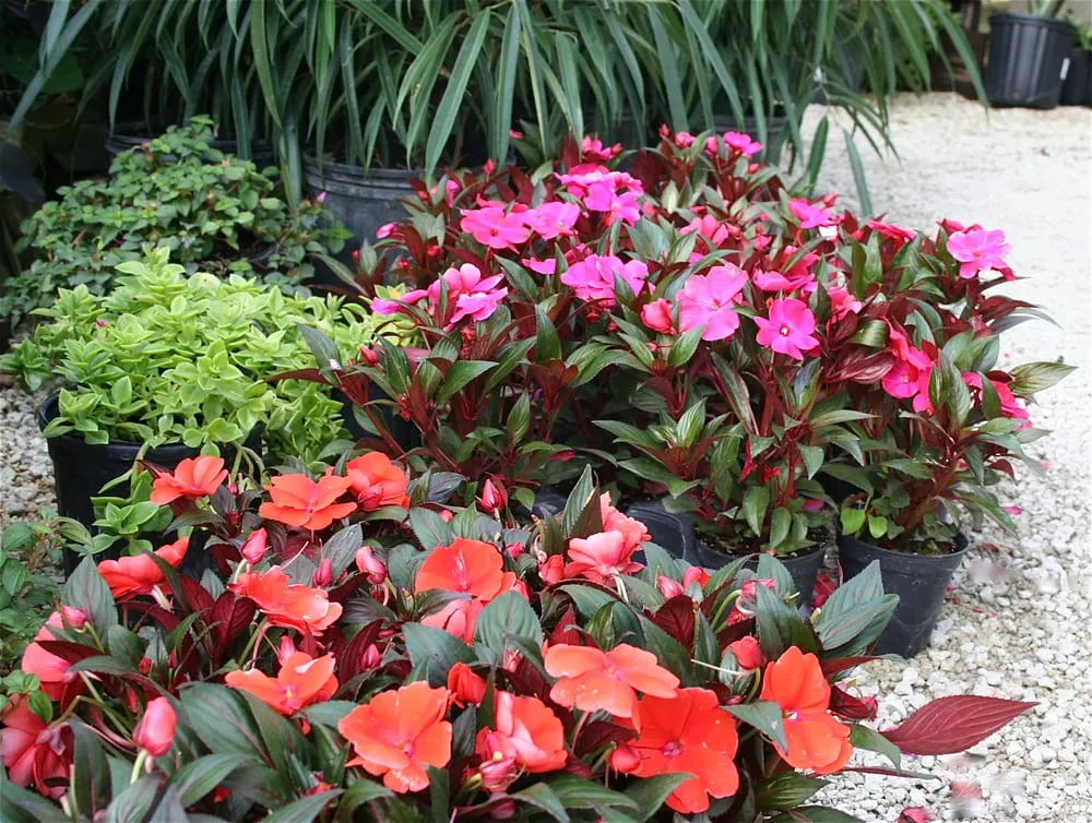 Affordable outdoor landscaping for residential properties across Key West, FL - Mama's Garden Center