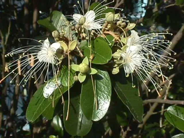 Top-rated yard maintenance experts serving Key West, FL - Mama's Garden Center