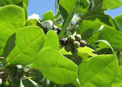 Reliable landscape installation for year-round maintenance in Key West, FL by Mama's Garden Center