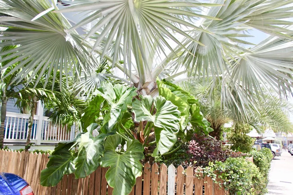 Affordable residential landscaping for residential properties across Key West, FL - Mama's Garden Center