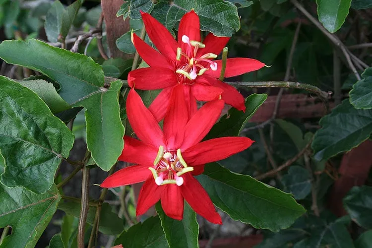 Affordable landscape installation in Key West, FL by Mama's Garden Center