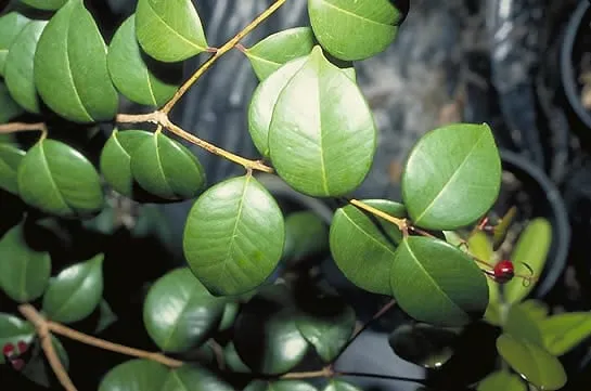 Expert yard cleanup service for beautiful yards across Key West, FL - Mama's Garden Center