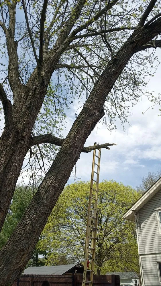 Professional yard cleanup service in Canton, OH by Mamasboyz All Around Handyman Services and Lawn Care