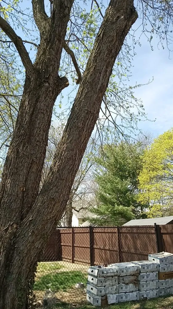 Top-rated garden landscaping for outdoor upgrades across Canton, OH - Mamasboyz All Around Handyman Services and Lawn Care