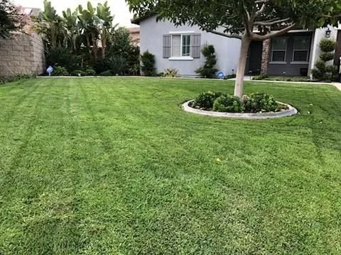Expert yard cleanup service in Corona, CA - Mamba Mowing & Maintenance