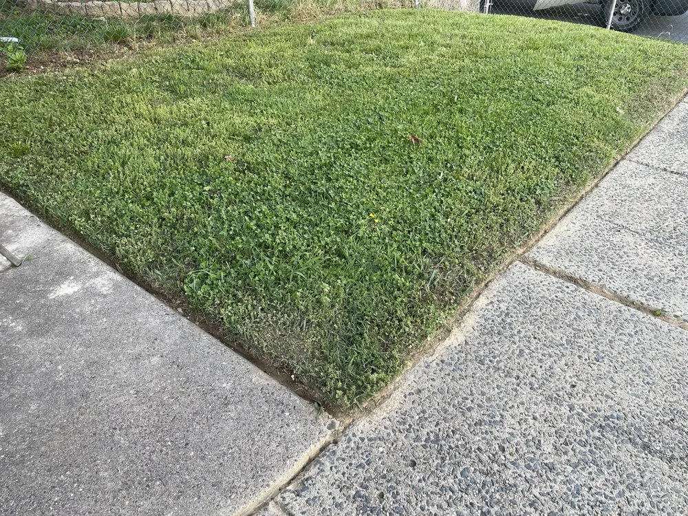 Reliable yard cleanup service for homes across Sharon Hill, PA - Mamie’s Landscaping