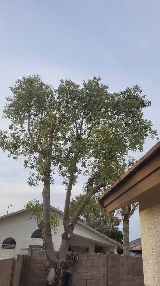 Local garden landscaping for homes in Gilbert, AZ by Mami’s Landscaping