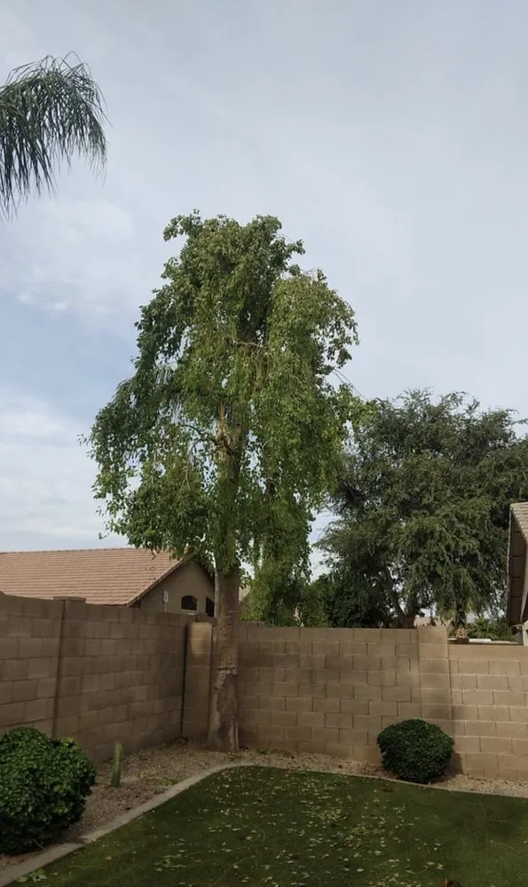 Trusted yard cleanup service in Gilbert, AZ by Mami’s Landscaping