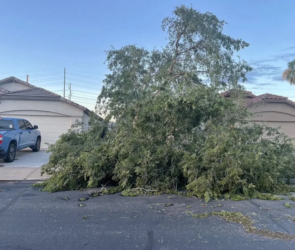 Professional garden landscaping near you in Gilbert, AZ by Mami’s Landscaping