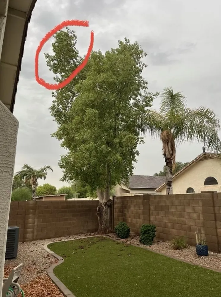 Top-rated lawn care service in Gilbert, AZ by Mami’s Landscaping