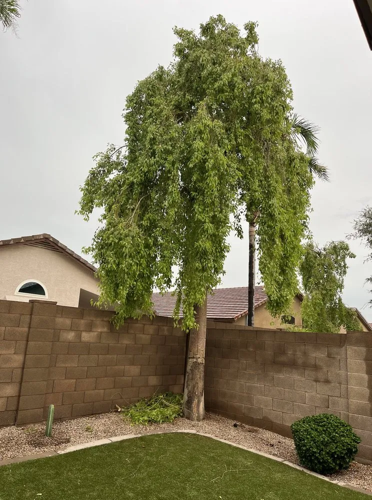 Affordable yard maintenance in Gilbert, AZ - Mami’s Landscaping