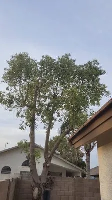 Mami’s Landscaping Logo